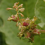 Emex spinosa, Israel, green wildflowers