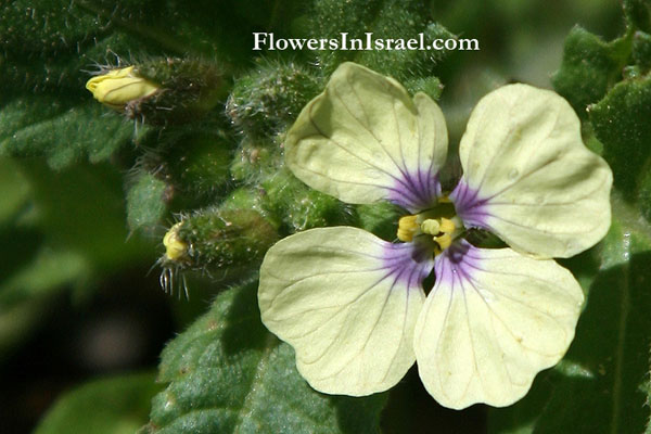 Wildflowers, Israel, Send flowers OnLine