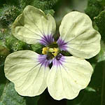 Enarthrocarpus strangulatus, Flora, Israel, wild flowers