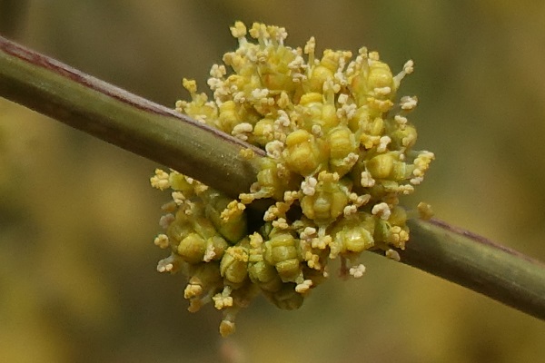 Ephedra alata, white shrubby horsetail, שרביטן מכנף, العلندى المجنحة