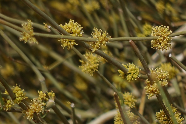 Ephedra alata,white shrubby horsetail, שרביטן מכנף,  العلندى المجنحة