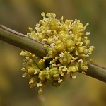 Ephedra alata, white shrubby horsetail, שרביטן מכנף,  العلندى المجنحة