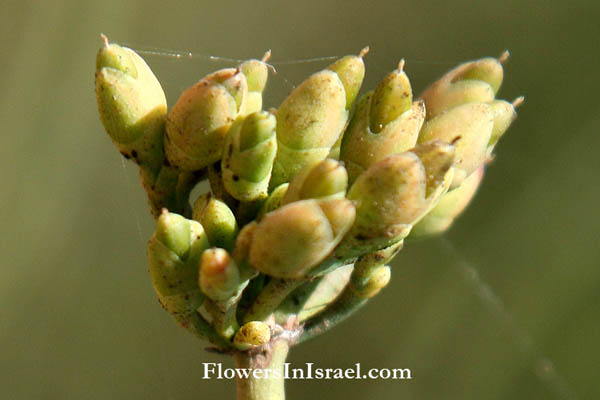 Wildflowers, Israel, Send flowers OnLine