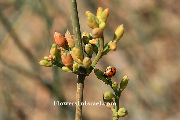 Ephedra aphylla, Ephedra alte, Joint pine, عدام , علندي, שרביטן ריסני,Ephedraceae, שרביטניים