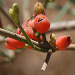 Ephedra aphylla, Israel Wildflowers, No petals No tepals