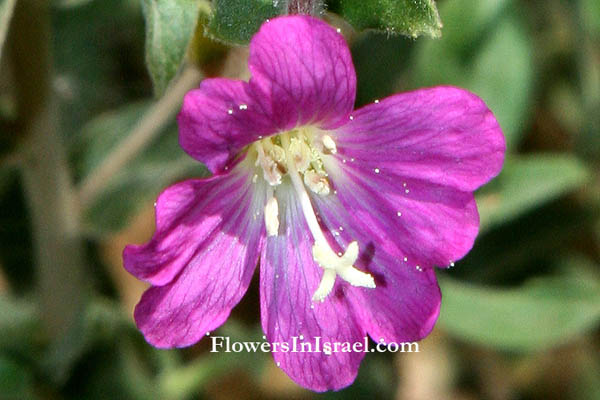  Epilobium hirsutum, Great Willow-herb, Son-before-the-Father, Codlings and Cream, Apple Pie, Cherry Pie, Gooseberry Pie, Sod Apple and Plum Pudding, ערברבה שעירה, Onagraceae, נר-הלילה