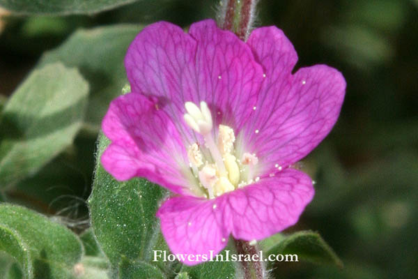 Epilobium hirsutum, Great Willow-herb, Son-before-the-Father, Codlings and Cream, Apple Pie, Cherry Pie, Gooseberry Pie, Sod Apple and Plum Pudding, ערברבה שעירה, Onagraceae, נר-הלילה 