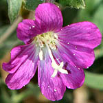 Epilobium hirsutum, great willowherb, great hairy willowherb, Hebrew: ערברבה שעירה, Arabic: سنفية مشعرة