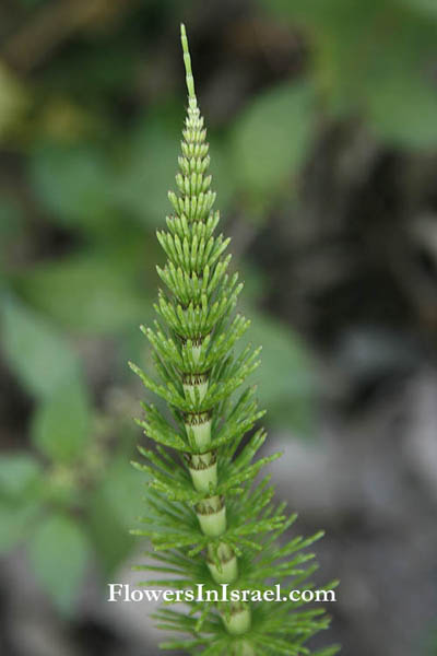 Equisetum telmateia, Equisetum maximum, Giant horsetail, שבטבט  גדול