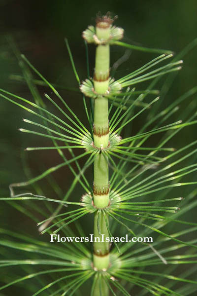 Equisetum telmateia, Equisetum maximum, Giant horsetail, שבטבט  גדול