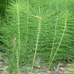 Equisetum telmateia, Israel Wildflowers, No petals No tepals