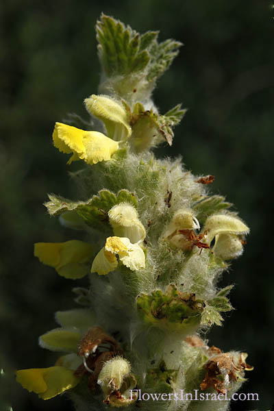Eremostachys laciniata, Phlomis laciniata, Desert spike, Cut leaved phlomis, צמר מפוצל,  ذيل الثعلب , هجنبل 