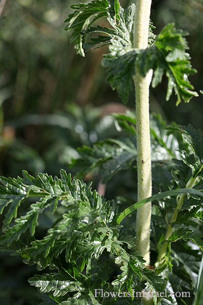 Flowers of Israel online, Native Plants