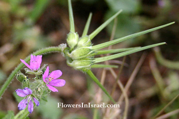 Israel Flowers, Wildflowers, Send Flowers Online