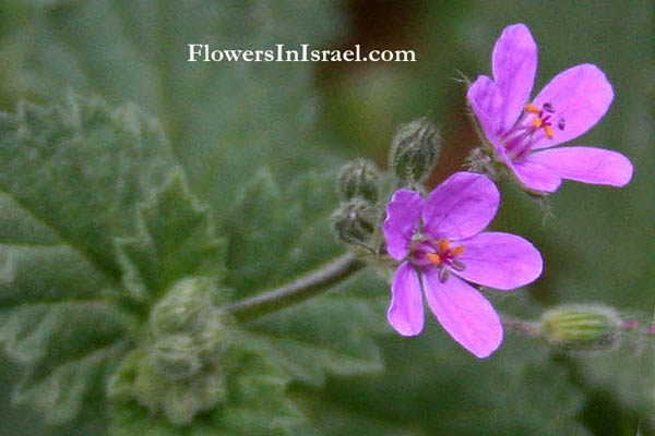 Erodium botrys, Longbeak stork's bill, Broadleaf filaree, מקור-חסידה יפה, Geraniaceae, גרניים