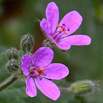 Erodium botrys, ישראל, פרחים, צמחי בר