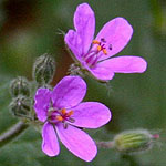 Erodium botrys, Israel, Purple Flowers