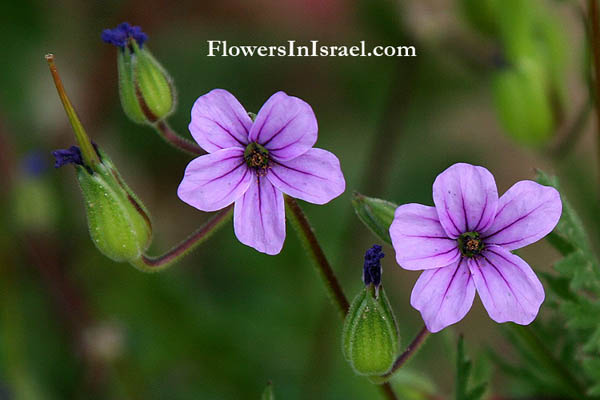 Erodium cicutarium, Redstem Filaree, Common stork's-bill, Hemlock geranium,מקור-חסידה גזור, الرقمة الشوكرانية