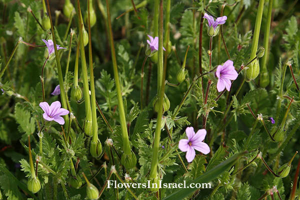 Erodium cicutarium, Redstem Filaree, Common stork's-bill, Hemlock geranium,מקור-חסידה גזור