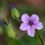 Erodium cicutarium, ישראל, פרחים, צמחי בר