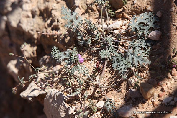 Erodium crassifolium, Erodium hirtum, Hoary-leaved Heron's-bill, מקור חסידה שעיר