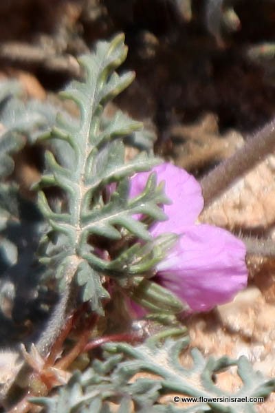 Erodium crassifolium, Erodium hirtum, Hoary-leaved Heron's-bill, מקור חסידה שעיר