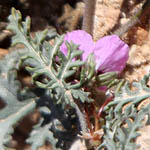 Erodium crassifolium, Erodium hirtum, Hoary-leaved Heron's-bill, מקור חסידה שעיר