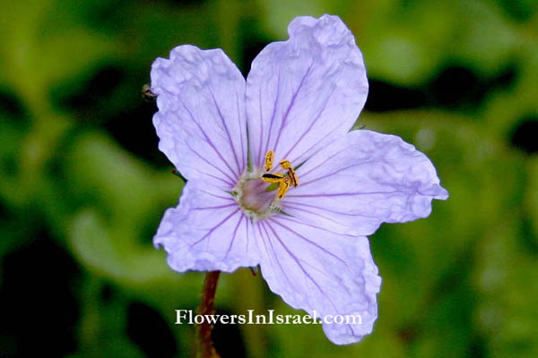 Israel Flowers, Wildflowers, Send Flowers Online