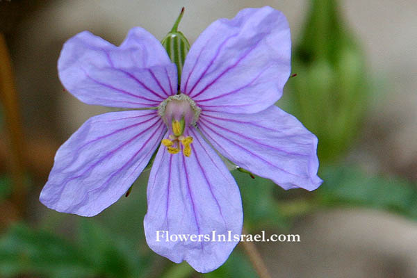 Erodium gruinum, Long-beaked stork's-bill, Crane stork's bill, Iranian stork's bill, מקור-חסידה גדול