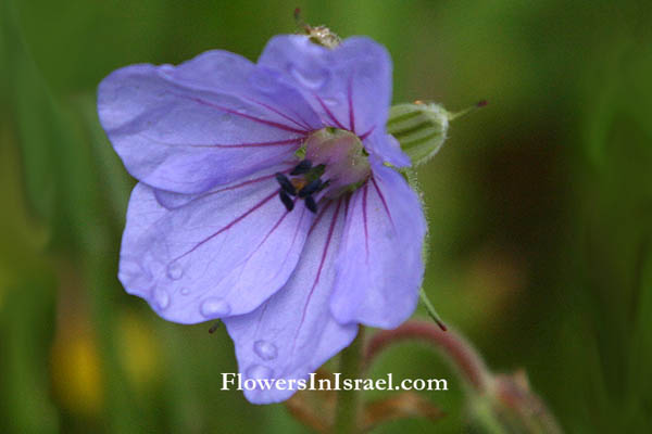 Israel, Flowers, Native plants, Palestine