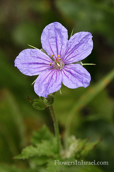 Erodium gruinum, Long-beaked stork's-bill, Crane stork's bill, Iranian stork's bill, מקור-חסידה גדול