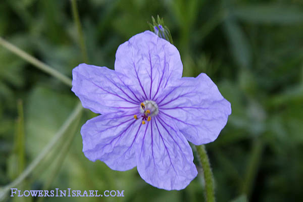 פרחים וצמחי בר של ארץ ישראל