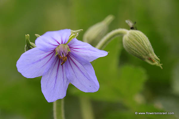 Erodium gruinum, Long-beaked stork's-bill, Crane stork's bill,Iranian stork's bill,إبرة الراعي ,מקור-חסידה גדול