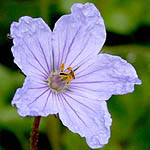 Erodium gruinum, Israel wildflowers, Dark Blue Flowers