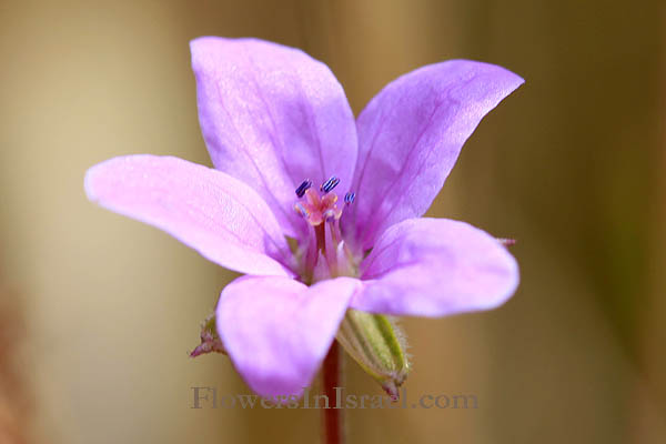 Israel Flowers, Wildflowers, Send Flowers Online