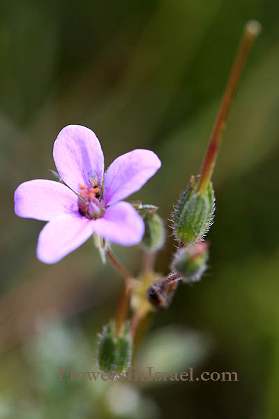 Erodium laciniatum, Cutleaf Stork's Bill, מקור-חסידה מפוצל