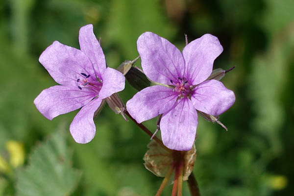 Erodium laciniatum, Cutleaf Stork's Bill, מקור-חסידה מפוצל