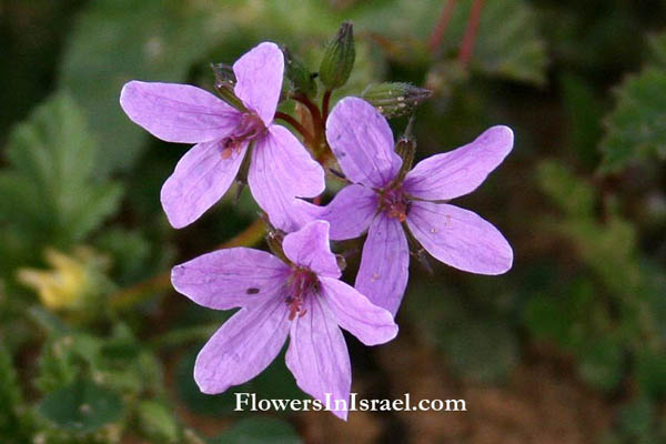 Erodium malacoides, Mediterranean filaree, Mediterranean stork's bill, Mallow Stork's-bill, מקור-חסידה חלמיתי, ابرة العجوز 