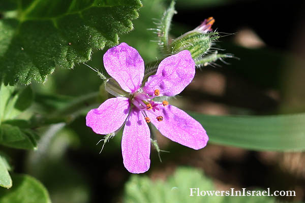 Erodium malacoides, Mediterranean stork's bill, Mallow Stork's-bill, מקור-חסידה חלמיתי, ابرة العجوز