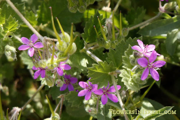 Flowers of Israel online, Native plants