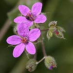 Erodium malacoides, Israel wildflowers, Violet Flowers