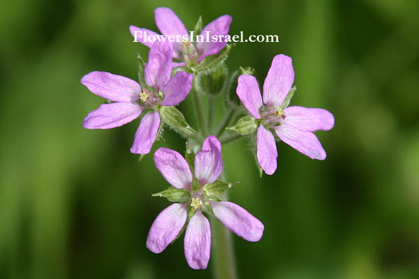 Erodium moschatum, Musky Stork's-bill,White-Stem Filaree, מקור-חסידה מצוי,麝香尨牛儿苗, Geraniaceae, גרניים