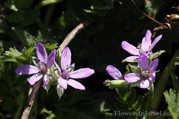 Erodium moschatum, Musky Stork's-bill, White-Stem Filaree, מקור-חסידה מצוי