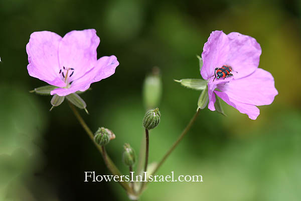 Erodium telavivense, מקור-חסידה תל-אביבי