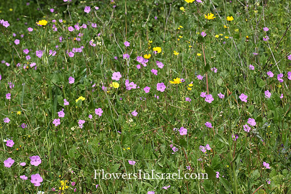 Erodium telavivense, Stork's bill,מקור-חסידה תל-אביבי