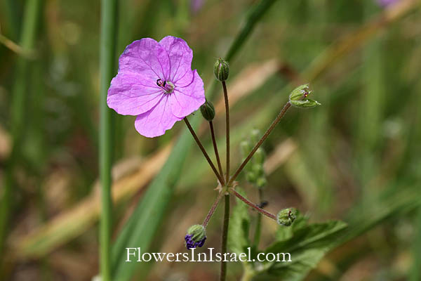 Flowers of Israel online, Native plants, Palestine