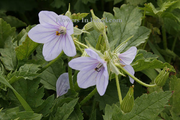 Flowers of Israel online, Native plants, Palestine