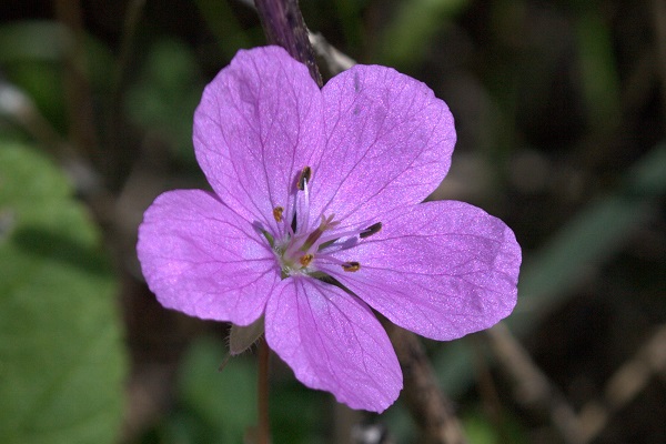 Erodium telavivense, Stork's bill,מקור-חסידה תל-אביבי