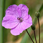 Erodium telavivense, ישראל, פרחים, צמחי בר