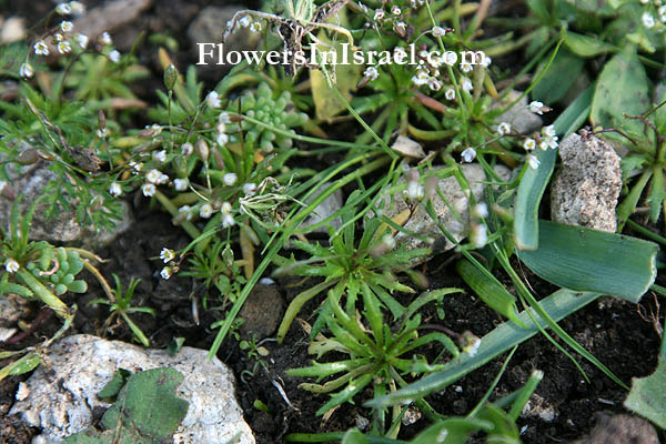 Erophila minima,Smallest whitlowgrass, Spring Whitlowgrass, אביבית זעירה